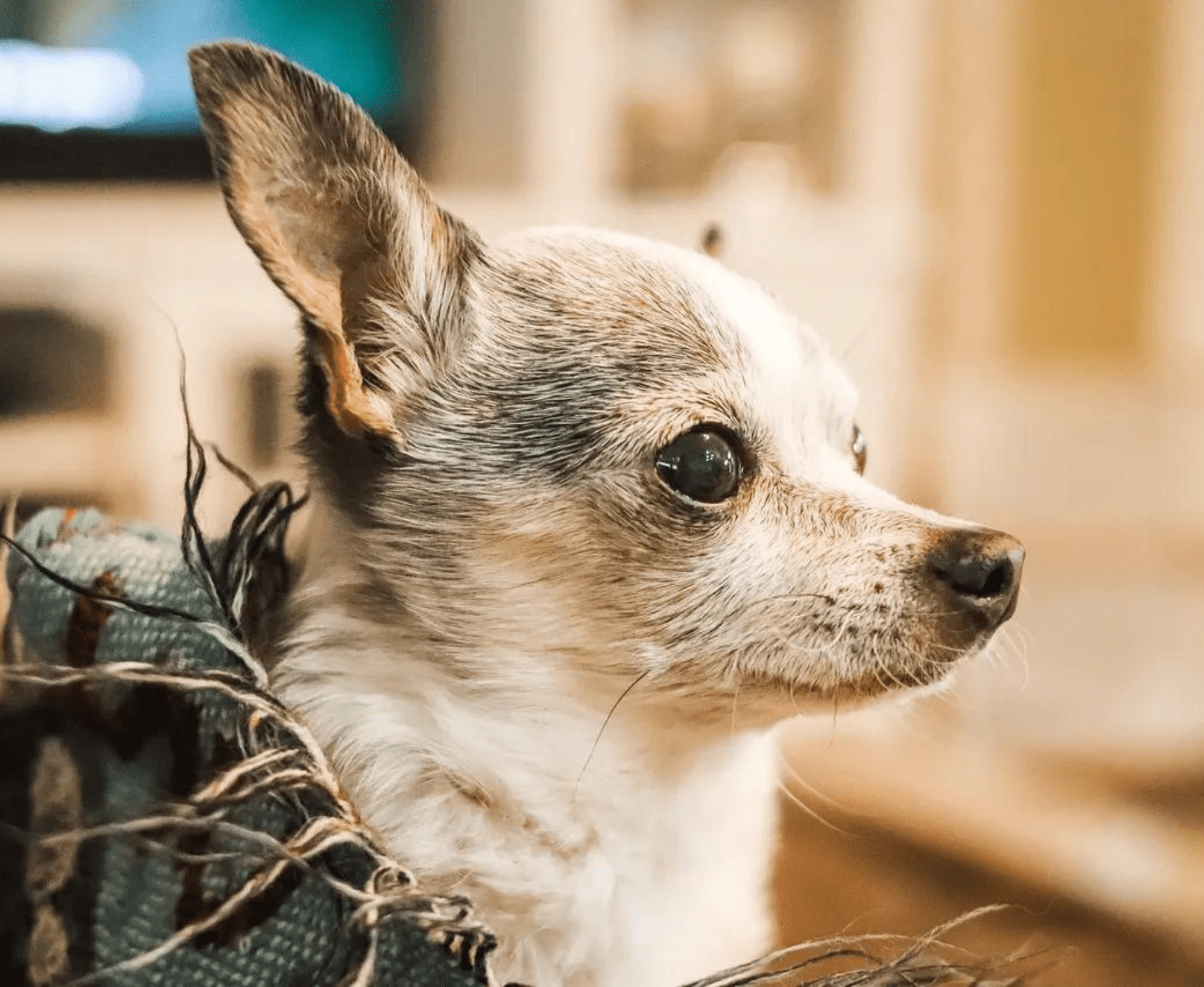 Close-up of a small dog with a light brown and white coat, wrapped in a frayed blanket, looking to the right.