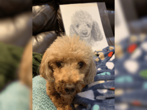 A small curly-haired dog sits on a colorful blanket in front of a pencil drawing of a similar dog on a couch.