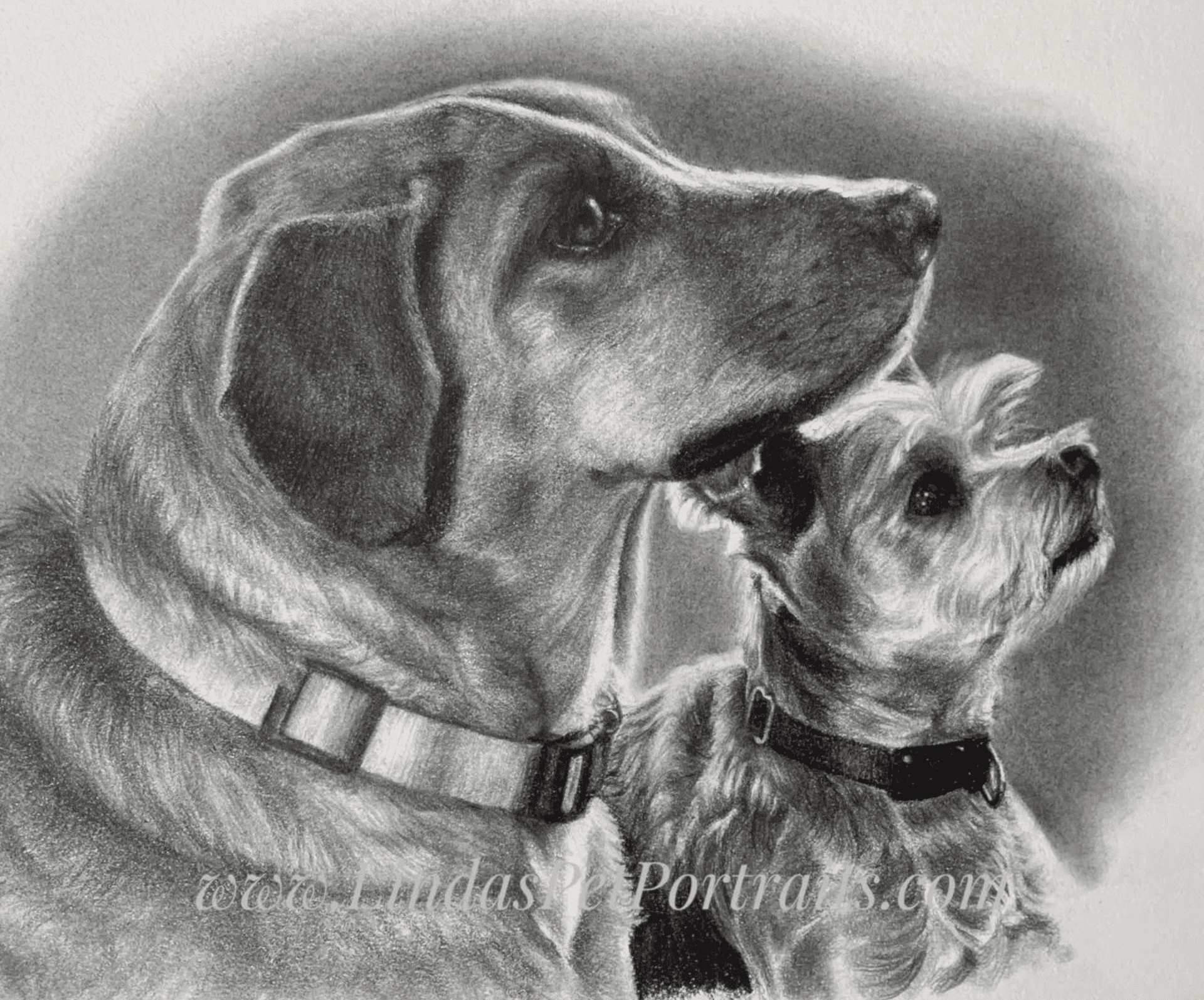 A pencil drawing of two dogs sitting side by side, both wearing collars, gazing upwards. One is larger with a smooth coat and the other is small with a textured coat.