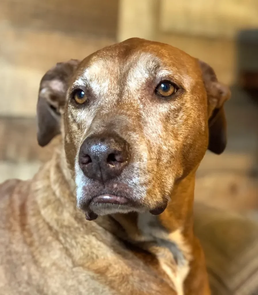 Close-up of a brown dog with light eyes, slightly graying muzzle, and alert expression, looking to the side against a neutral indoor background.