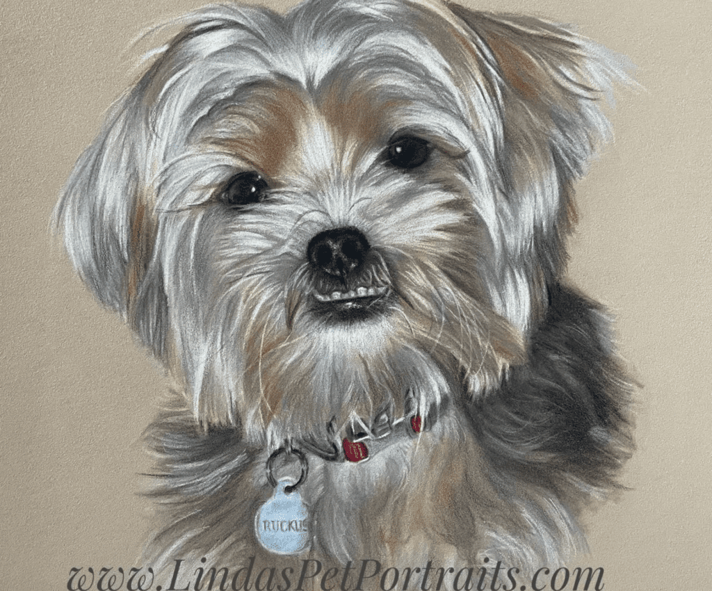 A small, fluffy dog with a light and dark fur mix, wearing a collar with a tag. The image features the text: "www.LindasPetPortraits.com.
