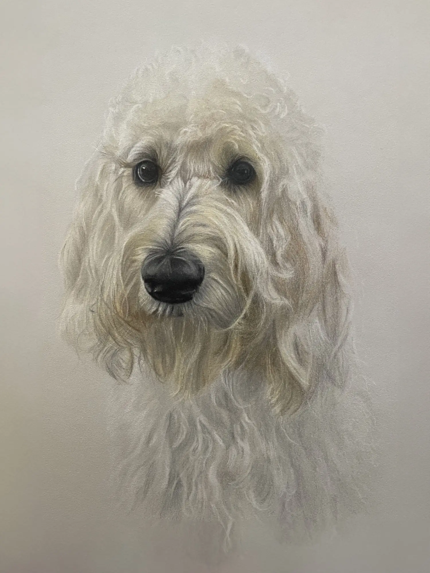 A white dog with long hair is looking at the camera.