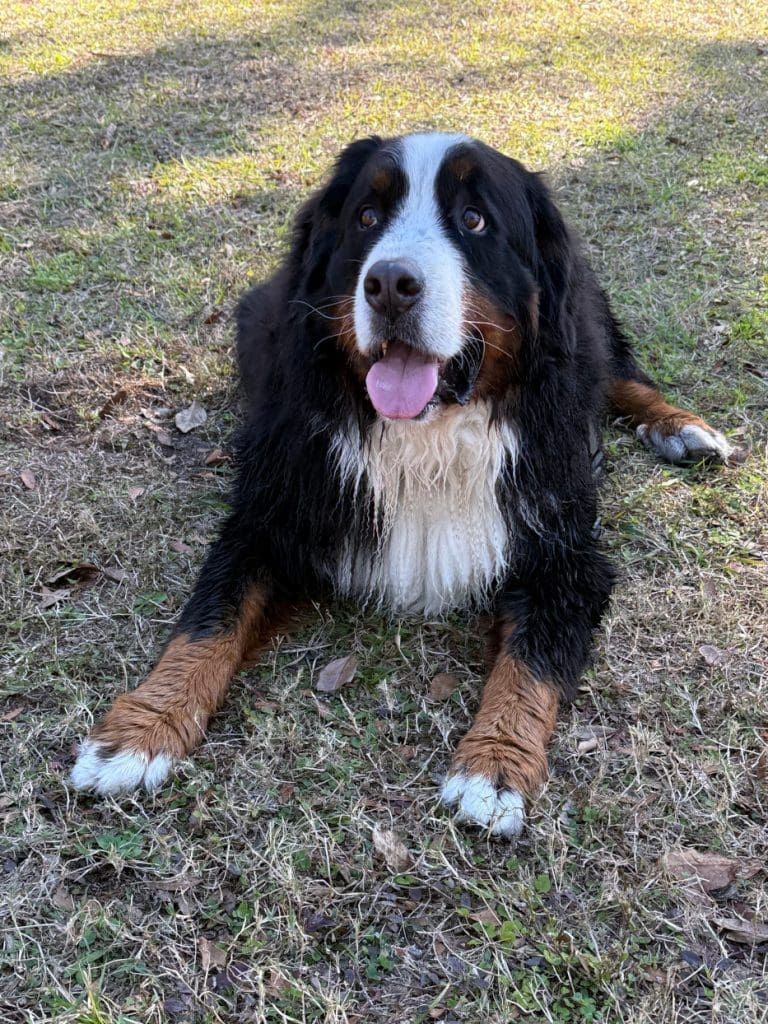 Original image of dog laying in the grass used to draw a pet portrait