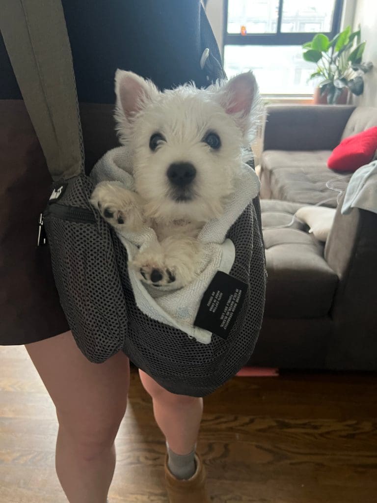 Original image of dog in a carrier bag used to draw a pet portrait