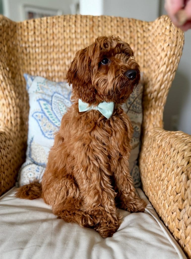 Original image of dog in chair used to draw a pet portrait