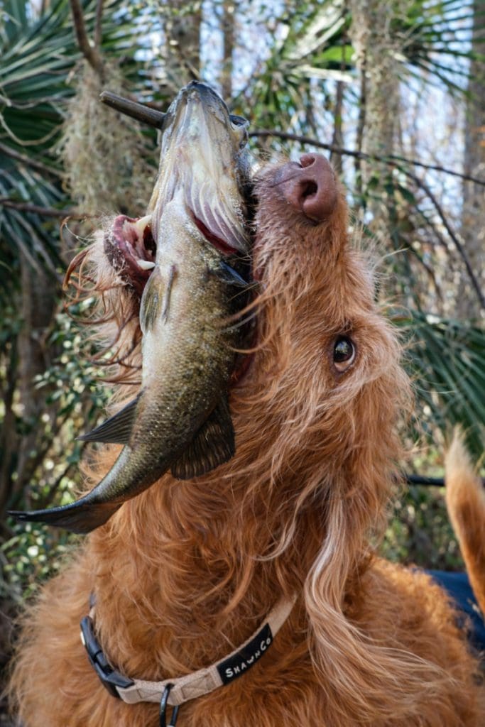 Original image of dog holding fish used to draw a pet portrait