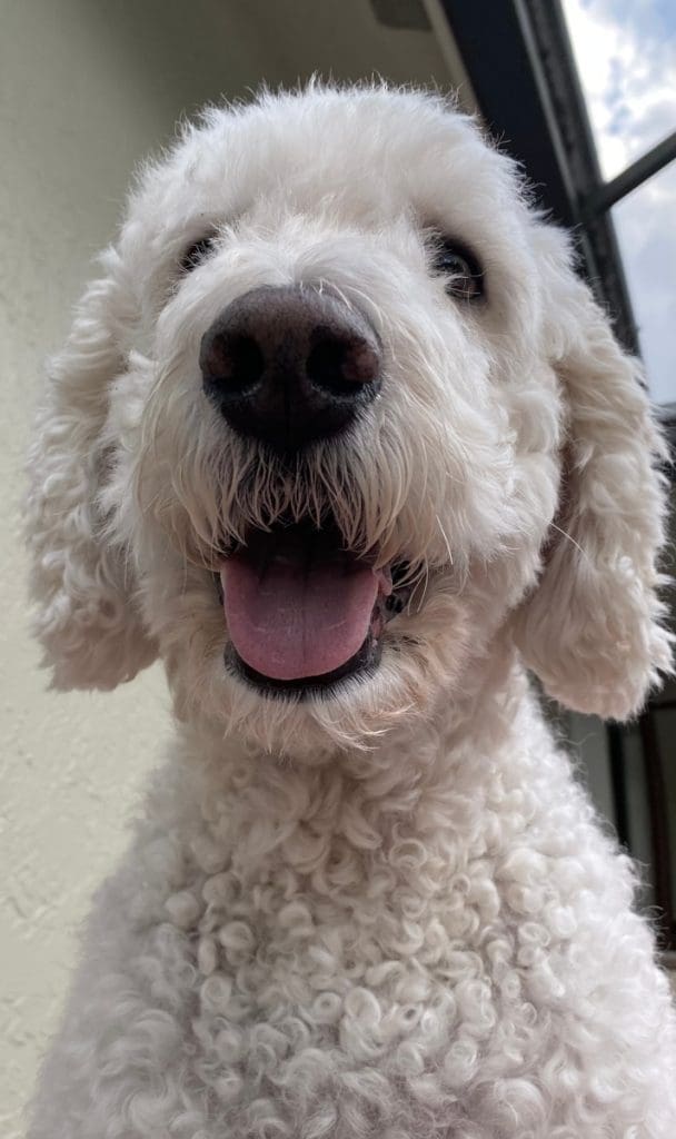 Original image of dog used to draw a pet portrait