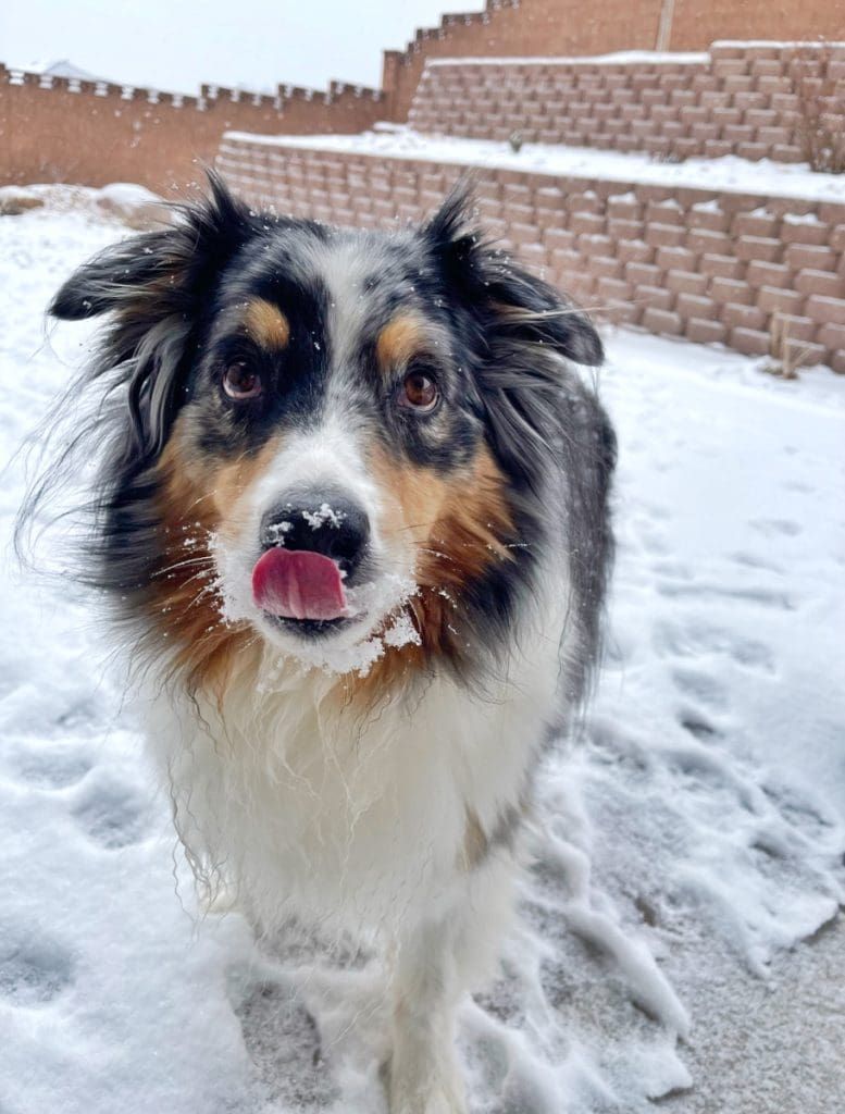 Original image of dog in snow used to draw a pet portrait